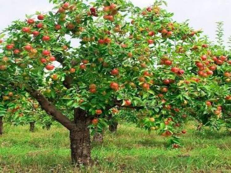 cennet elması ağacı görmek