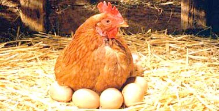 Rüyada Çiğ Tavuk Yumurtası Görmek - ruyandagor.com