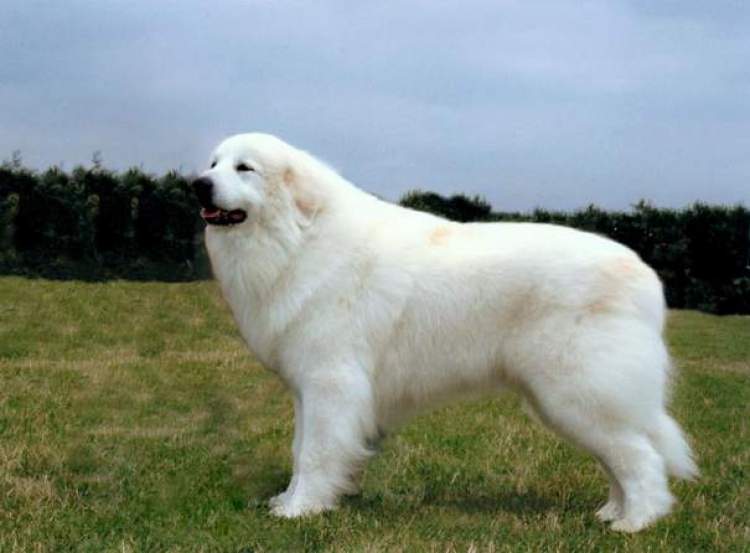 çok büyük beyaz köpek görmek