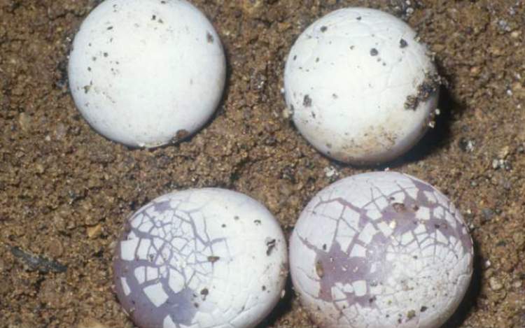 Rüyada Deniz Kaplumbağası Yumurtası Görmek - ruyandagor.com