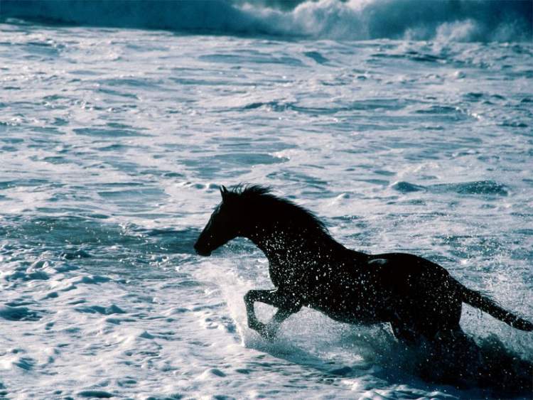 denizde koşan atlar görmek
