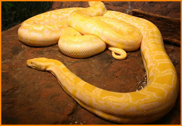 dev sarı yılan görmek