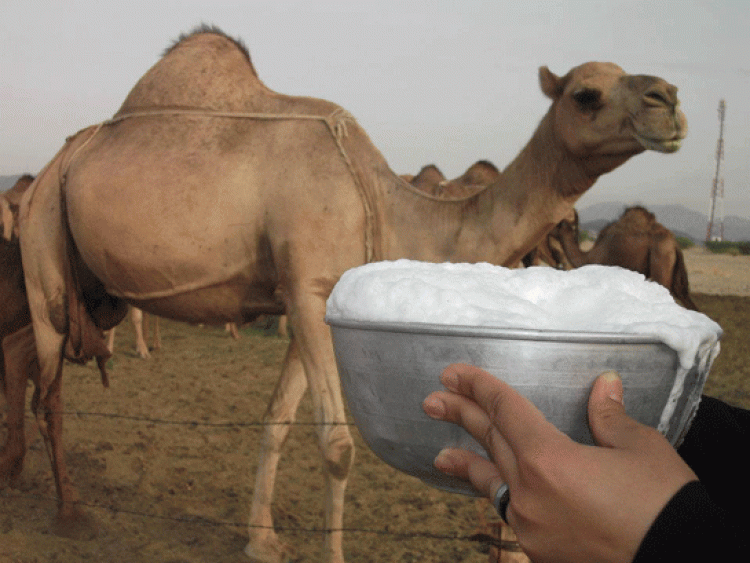deveden süt sağmak
