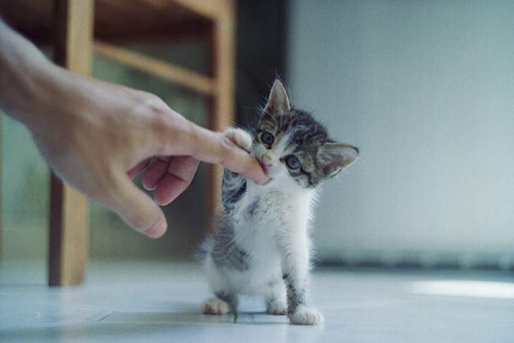 elini yavru kedi ısırması