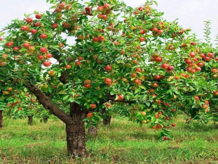 elma ağaçları görmek