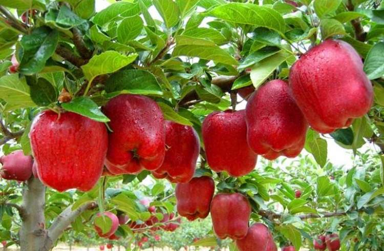 elma ve elma ağacı görmek