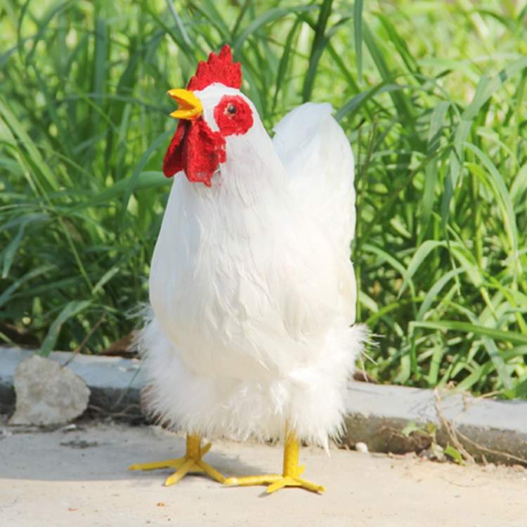 Rüyada Evde Beyaz Tavuk Görmek - ruyandagor.com
