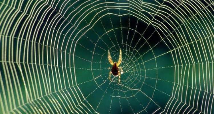 evde örümcek ağları görmek