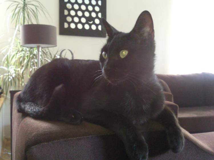 eve siyah kedi girdiğini görmek