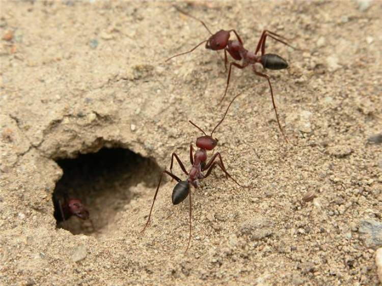 Rüyada Evin İçinde Karınca Yuvası Görmek - ruyandagor.com