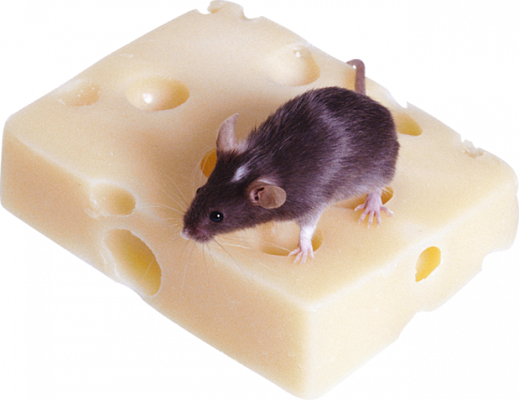 fareye peynir vermek