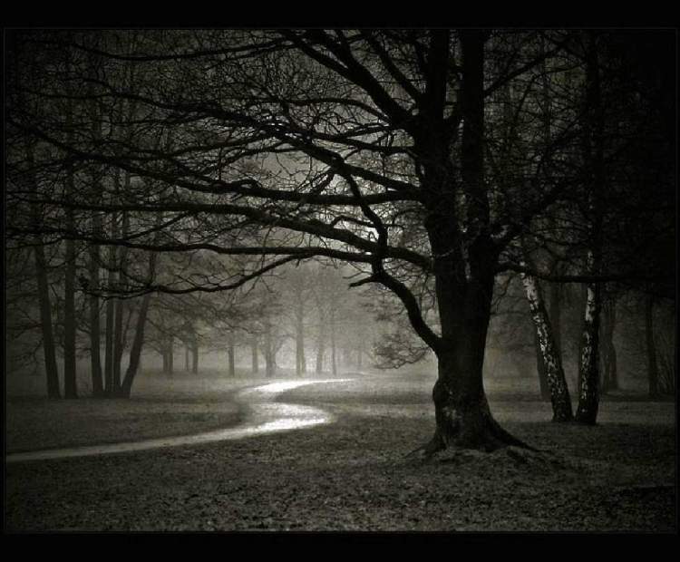gece ormanda yürümek