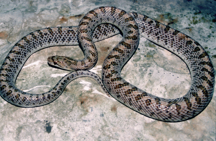 gri renk yılan görmek