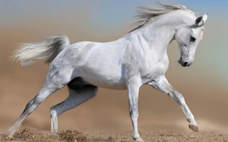 hırçın beyaz at görmek
