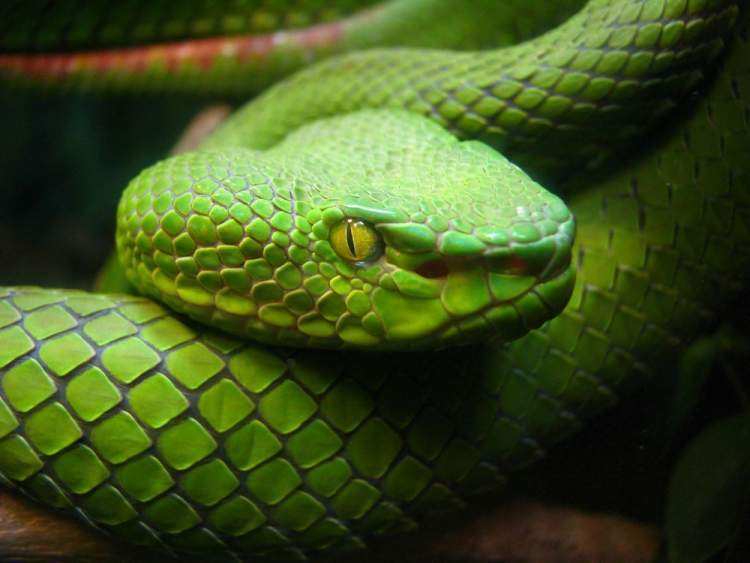 iki başlı yeşil yılan görmek