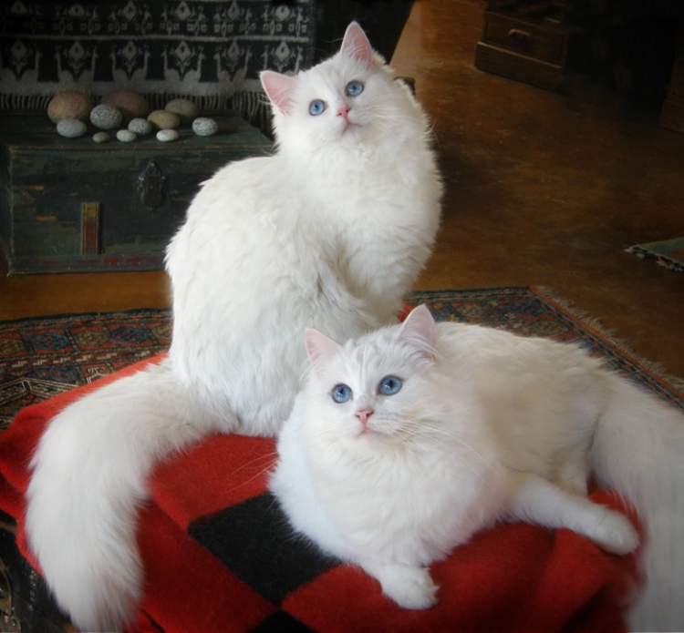 iki tane beyaz kedi görmek
