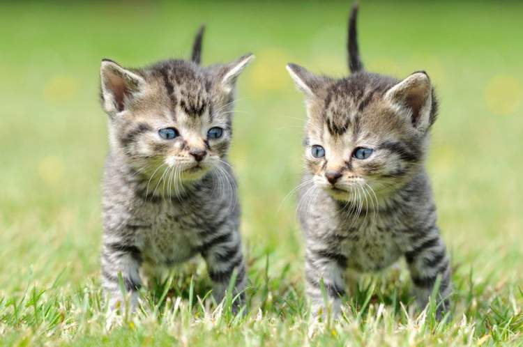 Rüyada İkiz Yavru Kedi Görmek - ruyandagor.com