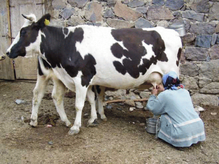 inek görmek ve sütünü sağmak