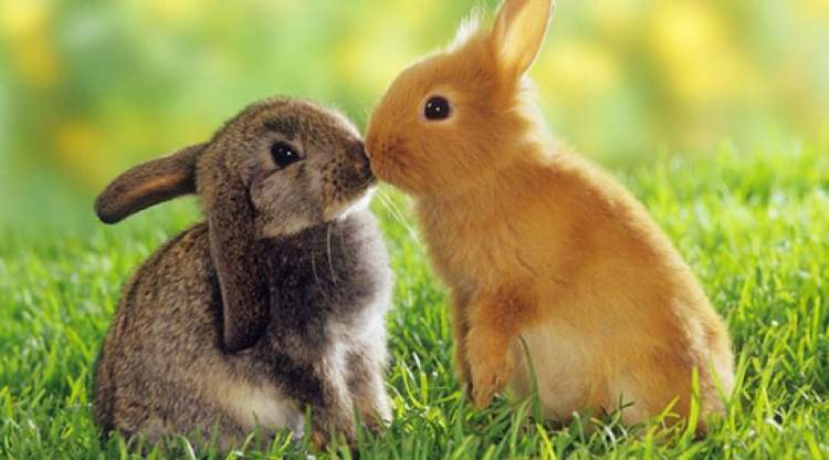 kahverengi tavşan yavrusu görmek