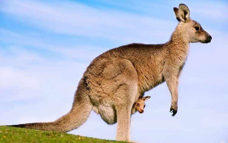 kanguru sürüsü görmek