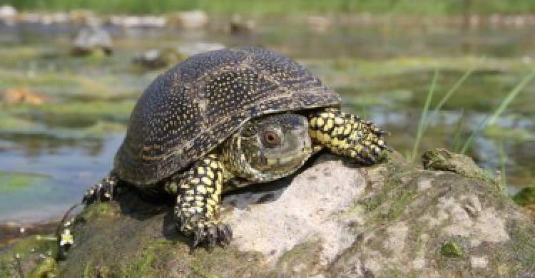 kaplumbağa ve yavrusu görmek