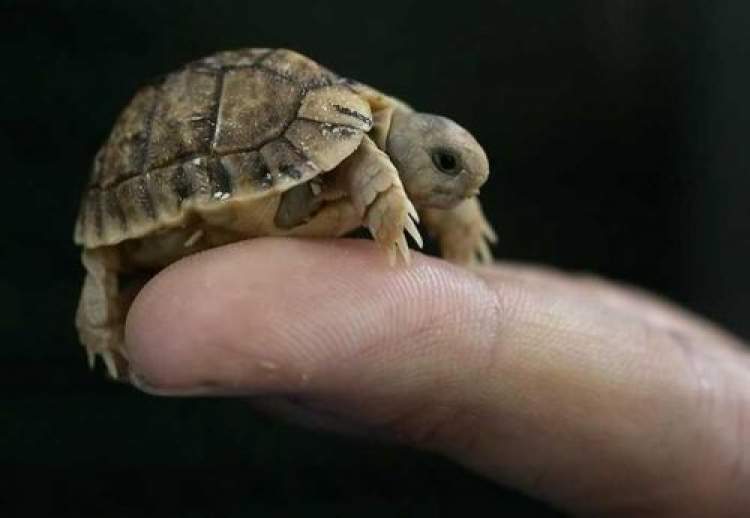 kaplumbağa yavrusu öldürmek