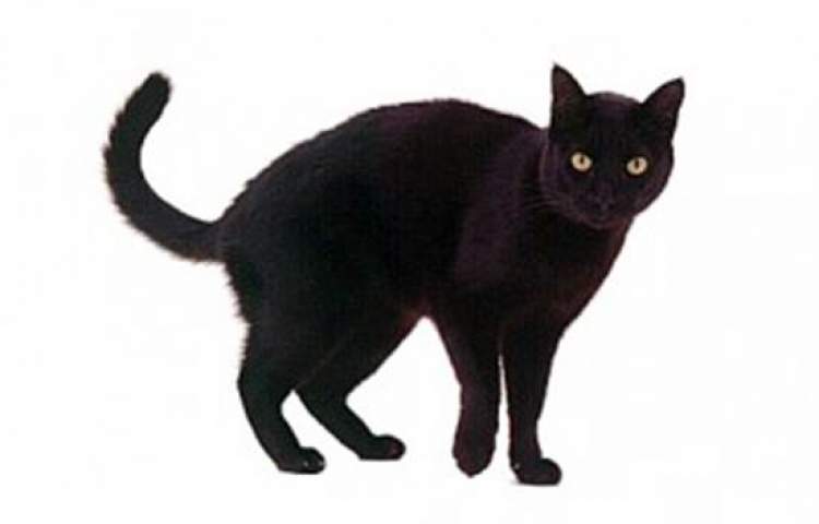 kara kedi boğmak