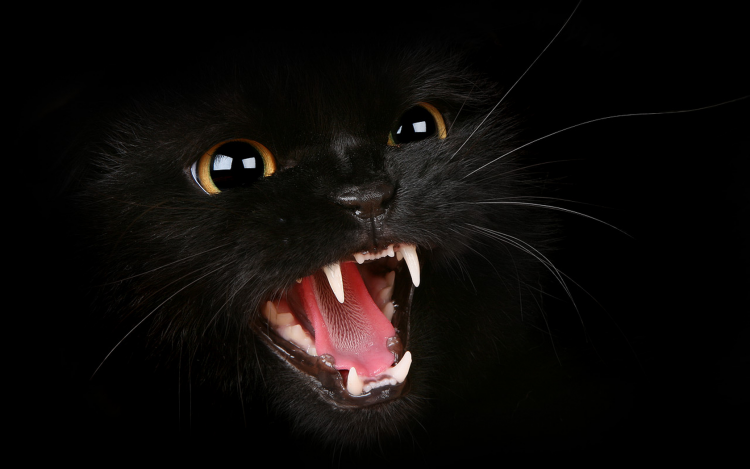 Rüyada Kara Kedinin Isırdığını Görmek - ruyandagor.com