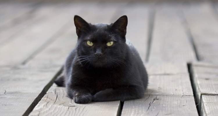 kara kedinin üzerine atladığını görmek