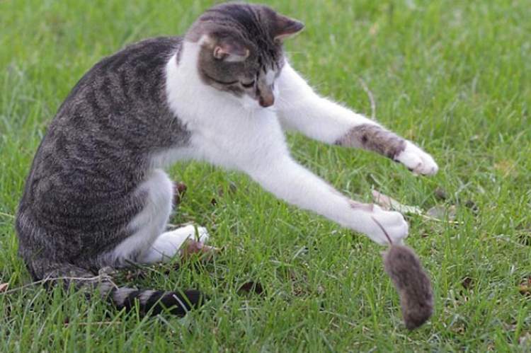 kedi fareyi yakalaması