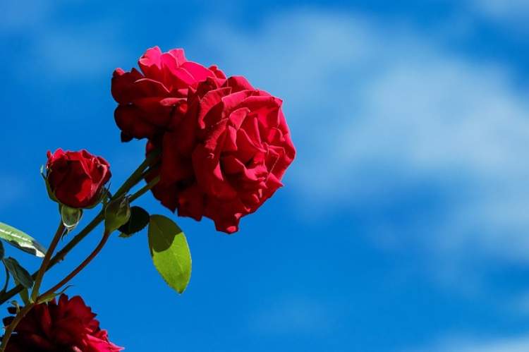 Rüyada Kırmızı Çiçek Koklamak - ruyandagor.com