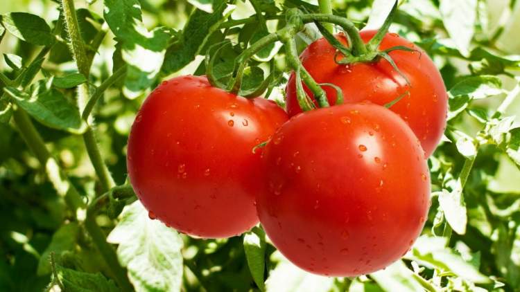 kırmızı domates bahçesi görmek