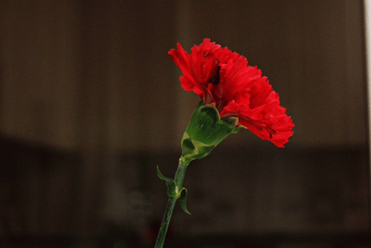 kırmızı karanfil çiçeği görmek