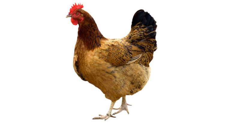 Rüyada Kırmızı Ve Beyaz Tavuk Görmek - ruyandagor.com