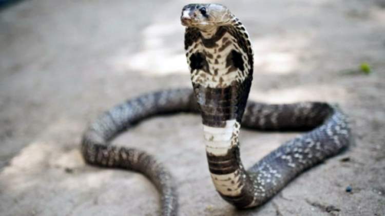 kobra yılanı sevmek