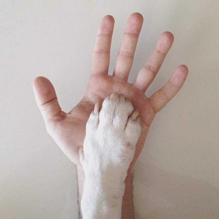 köpek elini ısırmak