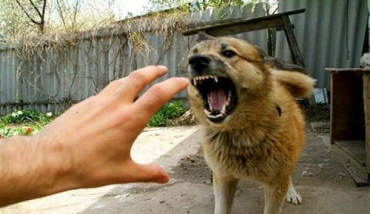 Rüyada Köpek Saldırısına Uğradığını Görmek - ruyandagor.com