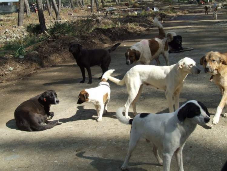 Rüyada Köpek Sürüsü Kovalamak - ruyandagor.com