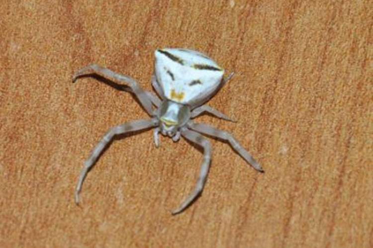 küçük beyaz örümcek görmek