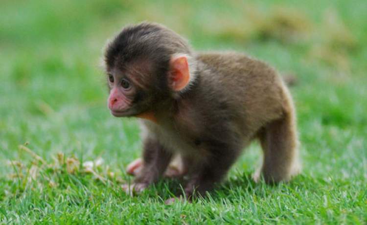 Rüyada Küçük Maymun Yavrusu Görmek - ruyandagor.com