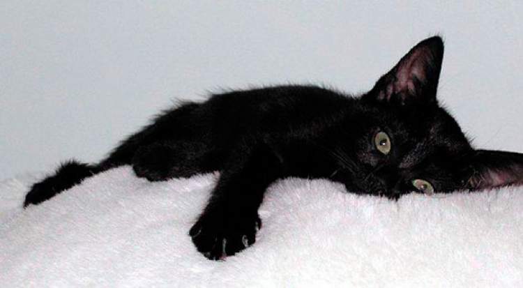 küçük siyah yavru kedi görmek