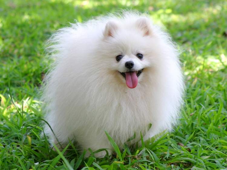 Rüyada Küçük Yavru Beyaz Köpek Görmek - ruyandagor.com