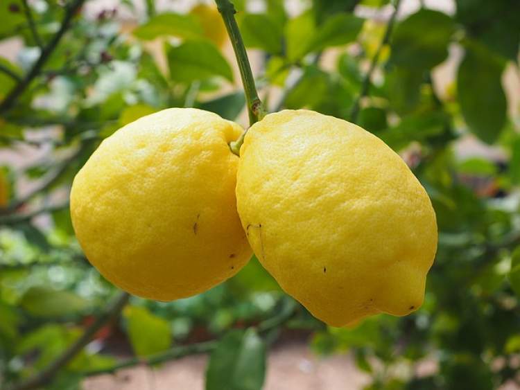 limon ağacından limon yemek