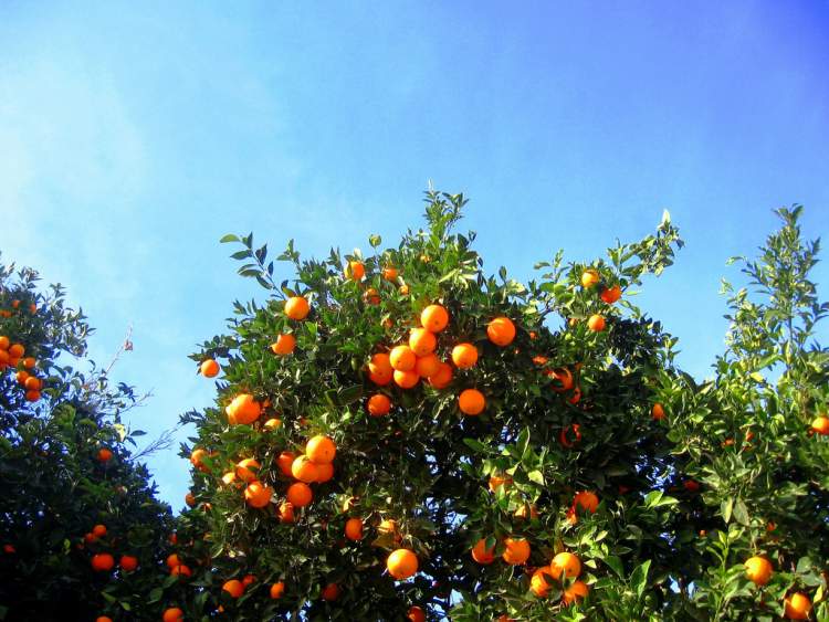 limon portakal ağacı görmek