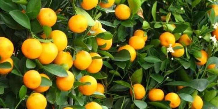 mandalina ağacı görmek ve yemek