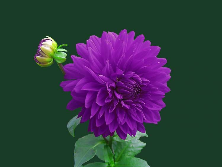 Rüyada Mor Renk Çiçekler Görmek - ruyandagor.com