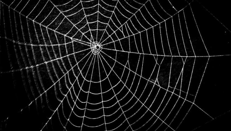 örümcek ağına takılmak