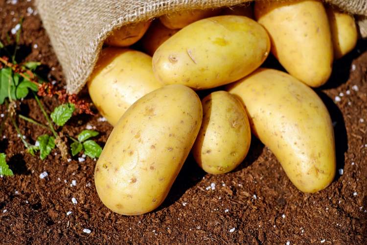 patates tarlasında patates toplamak