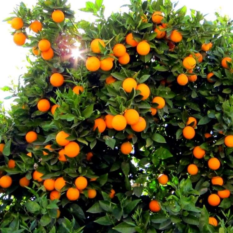 portakal ağacı bahçesi görmek