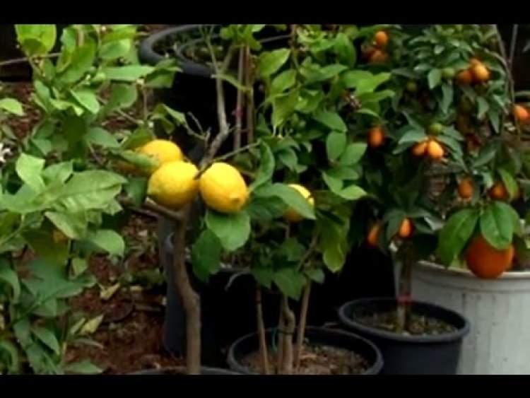 portakal ve limon ağacı görmek